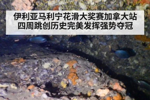 伊利亚马利宁花滑大奖赛加拿大站四周跳创历史完美发挥强势夺冠
